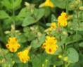 /album/my-local-birding-gallery/touch-me-not-balsam-2-ossett-jpg/
